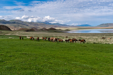 herd of horses