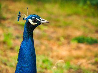 Fototapeta premium OLYMPUS DIGITAL CAMERA