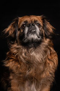 Little angry dog sitting in studio