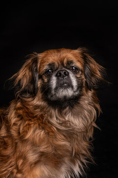 Little angry dog sitting in studio