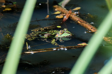Close-up of a common water frog or Green, Lake or Pool Frog, Pelophylax esculentus. Swimming in water with aquatic plants. Amersfoort, the Netherlands.