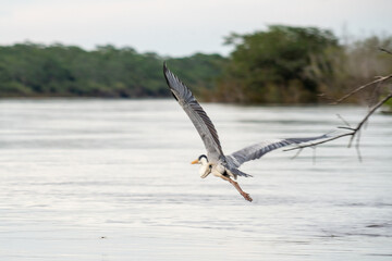 heron flying through the vegetation on the riverbank