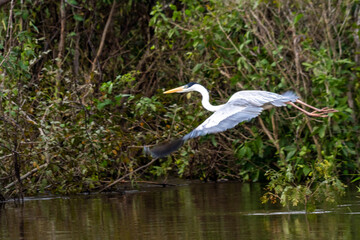 heron flying through the vegetation on the riverbank