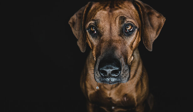 Purebred Ridgeback dog on black background