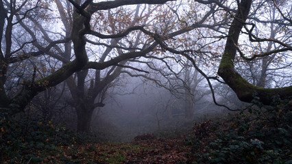 Obraz premium A spooky forest with Oak trees and twisted branches. On a creepy foggy winters day.