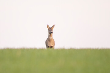 one beautiful doe doe standing on a green field in spring
