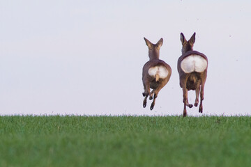 a group of deer in a field in spring