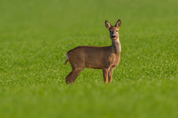 one beautiful doe doe standing on a green field in spring