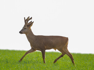 one young roebuck stands on a green field in spring