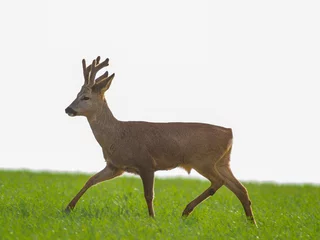 Türaufkleber one young roebuck stands on a green field in spring © Mario Plechaty