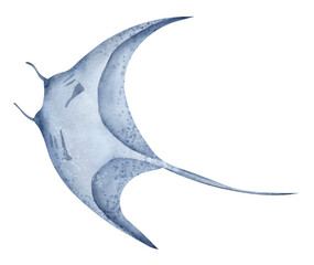 Ray Fish. Watercolor hand drawn illustration of Stingray on isolated background. Giant sea devil in pastel blue colors. Drawing of underwater marine tropical wild animal. Sketch of oceanic devilfish © Alisles