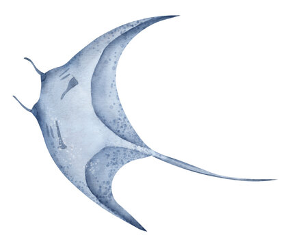 Ray Fish. Watercolor hand drawn illustration of Stingray on isolated background. Giant sea devil in pastel blue colors. Drawing of underwater marine tropical wild animal. Sketch of oceanic devilfish