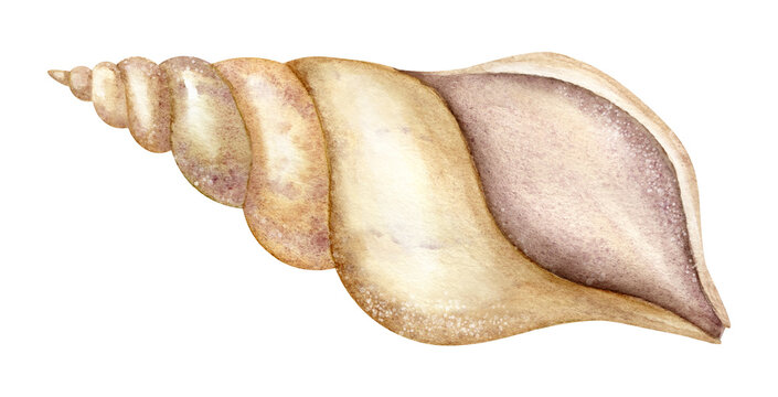 Watercolor spiral Seashell on isolated background. Hand drawn illustration of Sea Shell for design in oceanic style. Drawing of Cockleshell for clipart. Sketch of underwater fauna in pastel colors