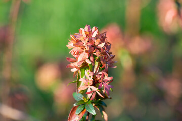 Beautiful pink jungle geranium spike flower. King Ixora blooming Ixora chinensis . Rubiaceae flower