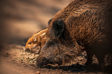 wild boar family in a deciduous forest in spring