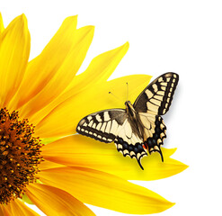 Monarch butterfly on sunflower iisolate on transperent background
