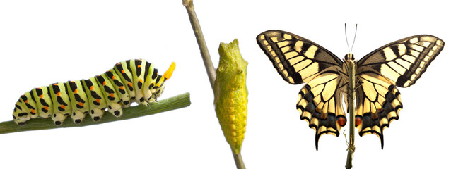 Transformation of common machaon butterfly emerging from cocoon iisolate on transperent background - 577479264