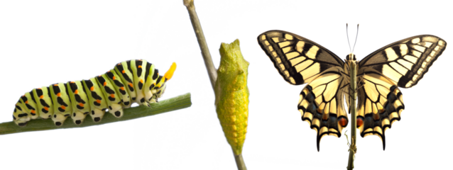 Transformation of common machaon butterfly emerging from cocoon iisolate on transperent background