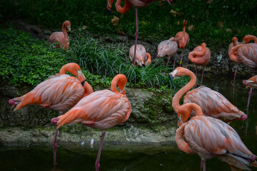 flamingos in the zoo