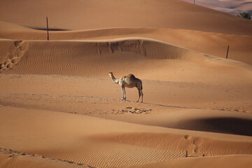 Al Ain Desert
