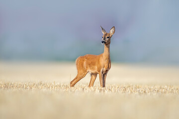 one beautiful roe deer doe stands on a harvested field in summer
