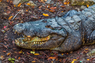 crocodile in lagoon with green reflection, tampico tamaulipas 