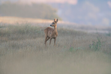 one beautiful roe deer doe stands on a meadow in summer