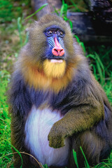 Lovely Mandril primate monkey resting, shy eyes, Congo, Africa Equatorial