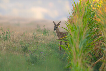 one young roebuck looks out of a cornfield in summer