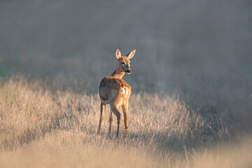 one beautiful roe deer doe stands on a meadow in summer