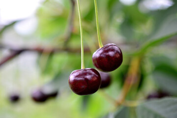 dark cherries hanging on a tree in a garden isolated macro