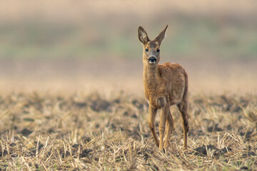 Naklejka na ściany i meble one young roebuck stands on a harvested field in autumn