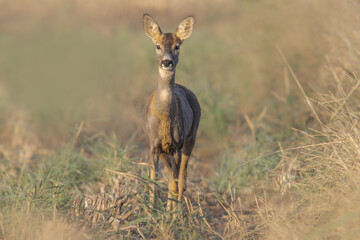 Naklejka na ściany i meble one beautiful roe deer doe stands on a meadow in summer