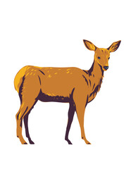 WPA poster art of a mule deer Odocoileus hemionus viewed from side on isolated white background done in works project administration or federal art project style.