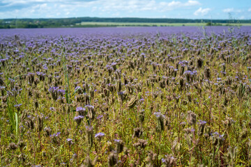 Lacy phacelia info says the plant is well-known for its ability to attract bees and butterflies to an area. Some refer to the lacy phacelia flower as the honey plant, as it is one of the top 20 flower
