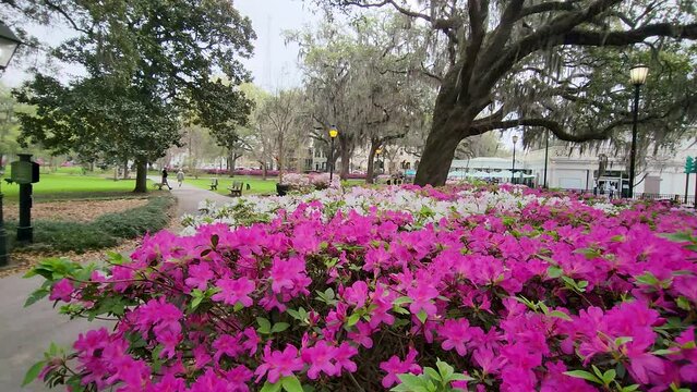 footage of a gorgeous winter landscape at Forsyth Park with pink and white flowers, weeping willow trees, lush green grass, tall black light posts, people walking and exercising in Savannah Georgia