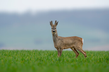 one young roebuck stands on a green field in spring