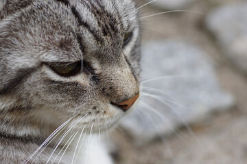 close up of a cat