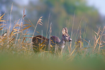 one beautiful roe deer doe stands on a meadow in summer