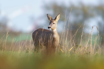 one beautiful roe deer doe stands on a meadow in summer