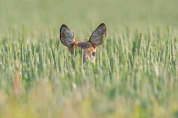 one beautiful roe deer doe stands in a green wheat field in summer © Mario Plechaty