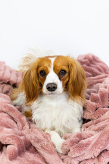 Adorable domestic Cavalier King Charles Spaniel pet. Sweet female dog sits cute in a fluffy pink blanket as a bed. Puppy at studio with white background and copy space. 