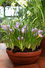 Crocus flowers in the pot in spring
