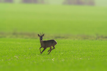 Naklejka na ściany i meble one young roebuck stands on a green field in spring
