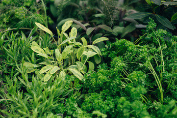 Fresh Herbs in Outdoor Baskets. Contains the following Parsley, Marjoram, Sage, Thyme, and Mint