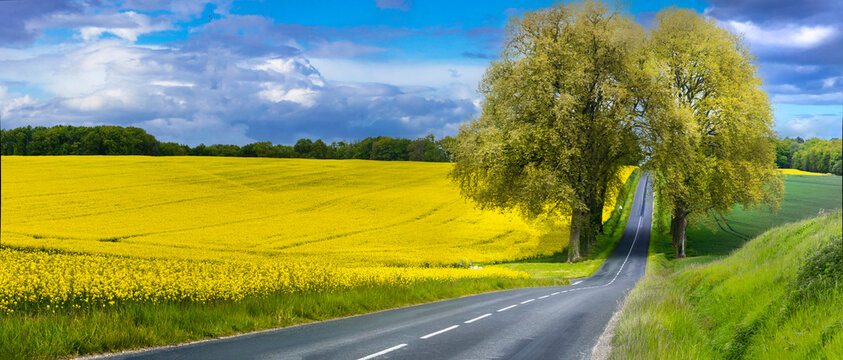 beauty in nature . scenic countryside landscape of France. Blooming yellow rape fields and arch tree