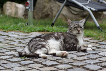 cat in the garden