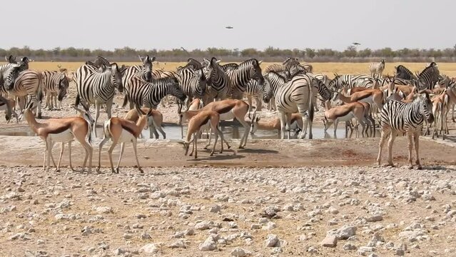Overcrowded waterhole with lots of different animals and a huge elephant bull arriving in a distance
