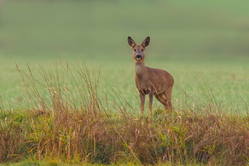 Naklejka na ściany i meble one beautiful deer doe standing on a meadow in autumn