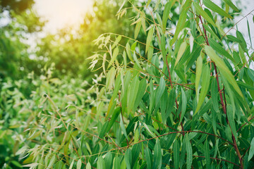 Eucalyptus leaves. branch eucalyptus tree nature background